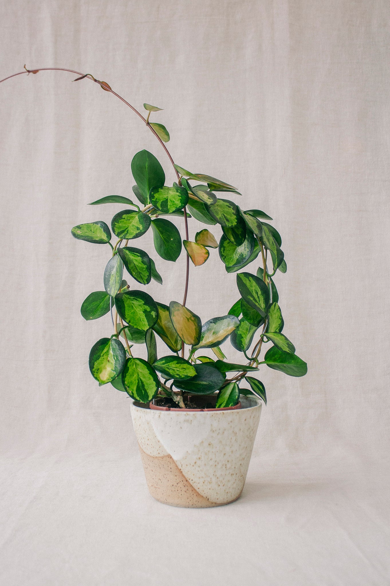dipped plant pot Wildwood Ceramic Studio Plant Pot | White | Handmade Ceramics