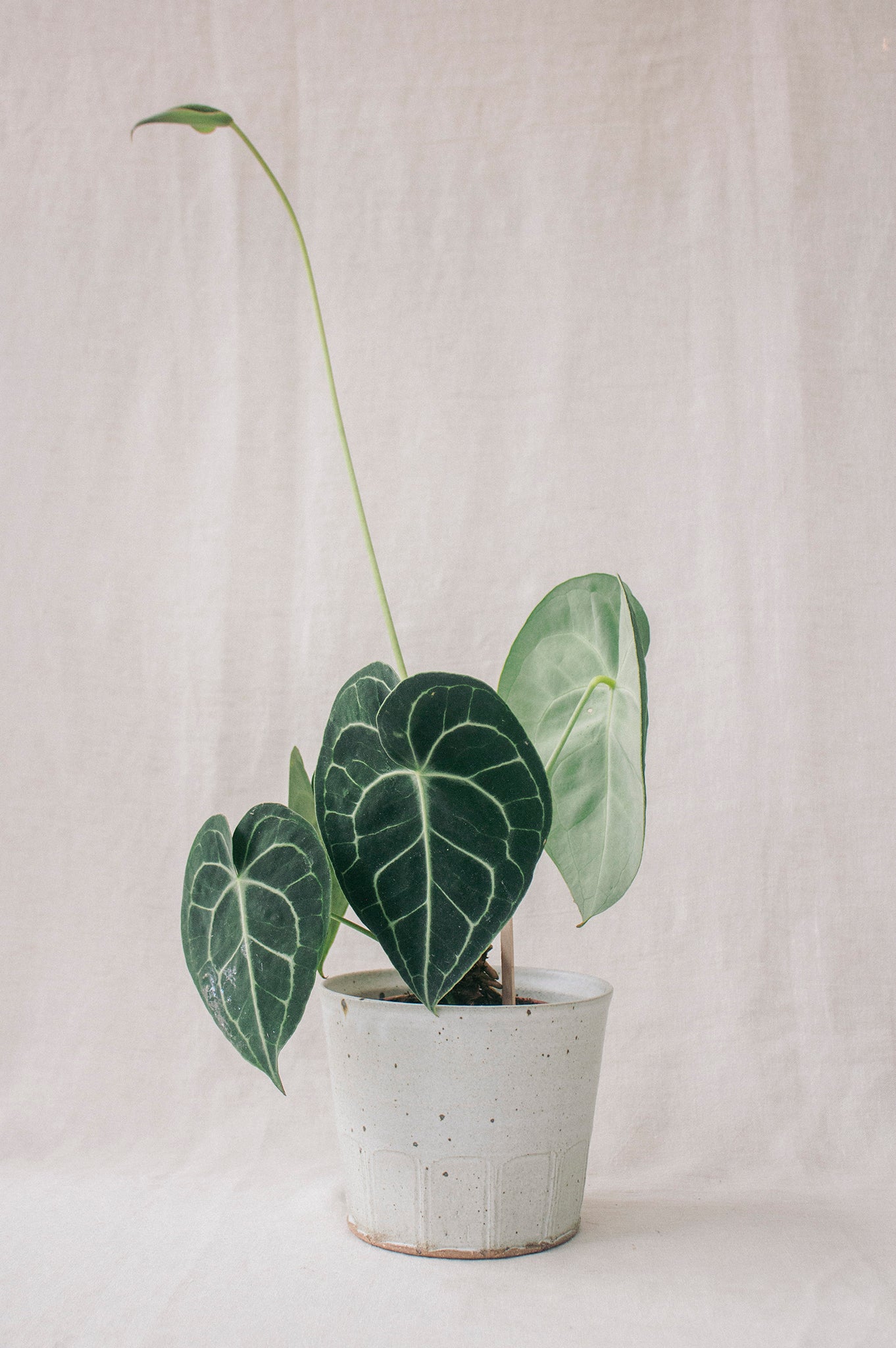 Tim Lake Faceted Plant Pot | Dolomite Grey