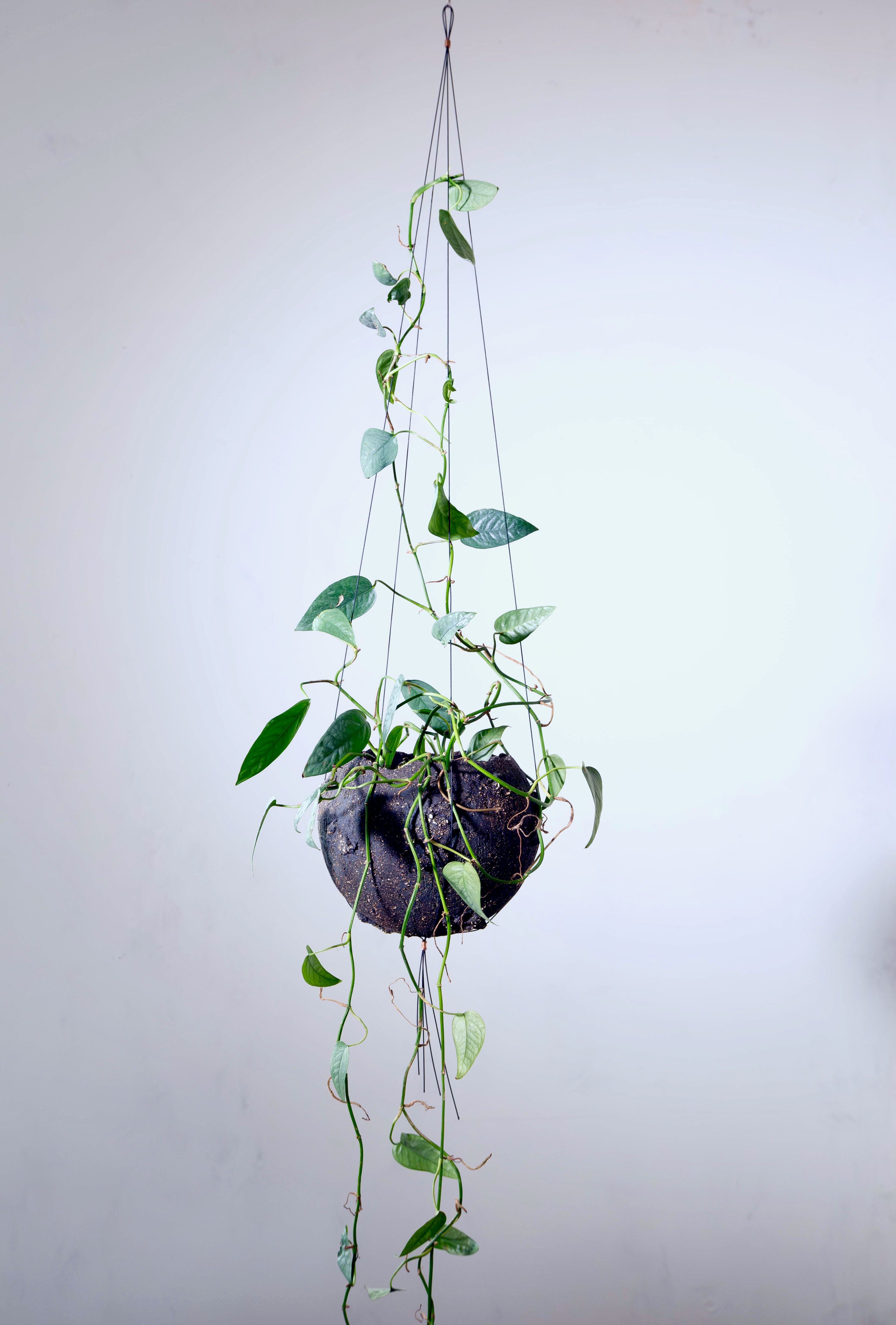 Wire Plant Pot Hanger | Bella