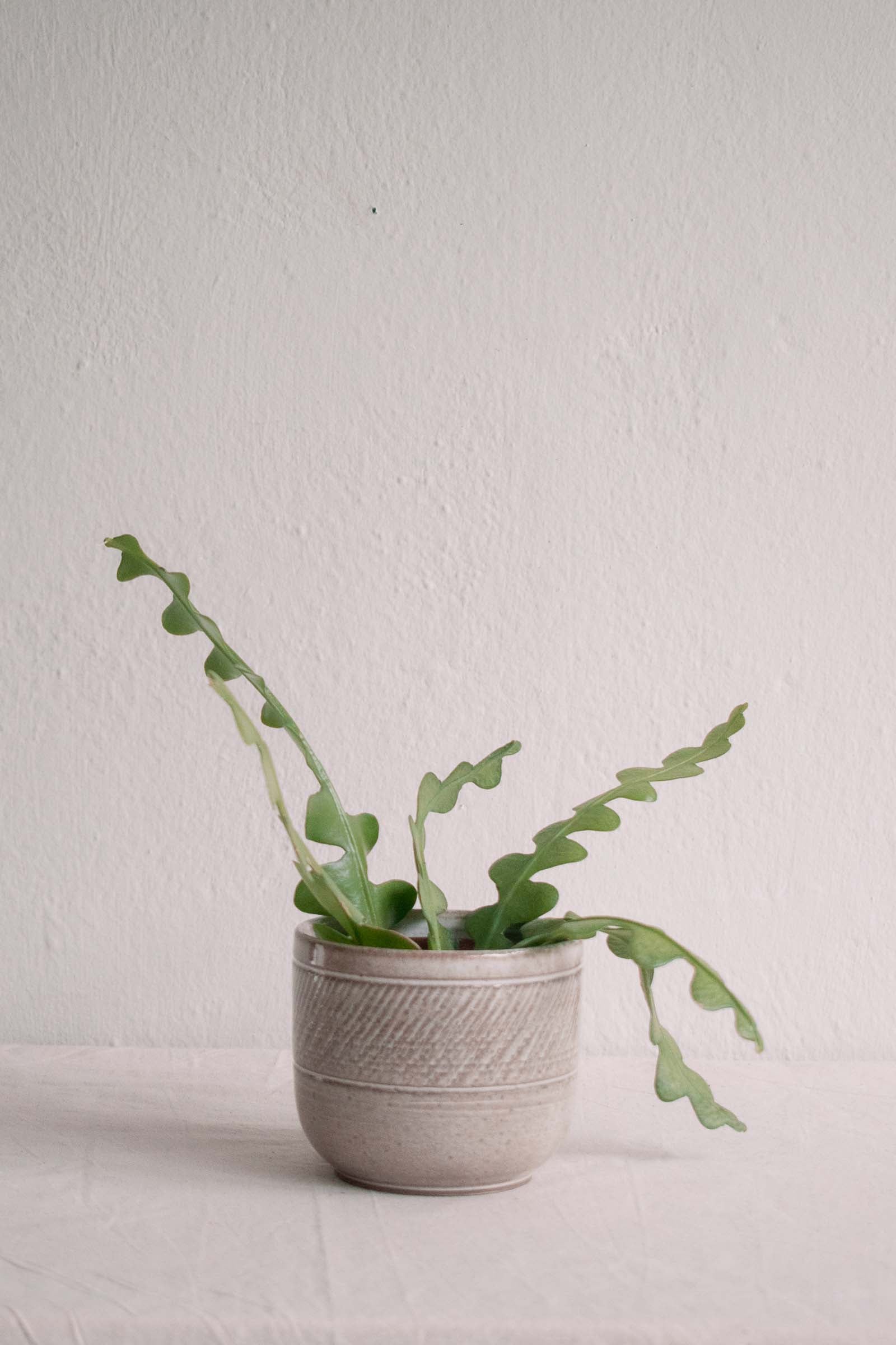 Sam Marks Plant Pot-Ceramic-Sam Marks-Ondine Ash