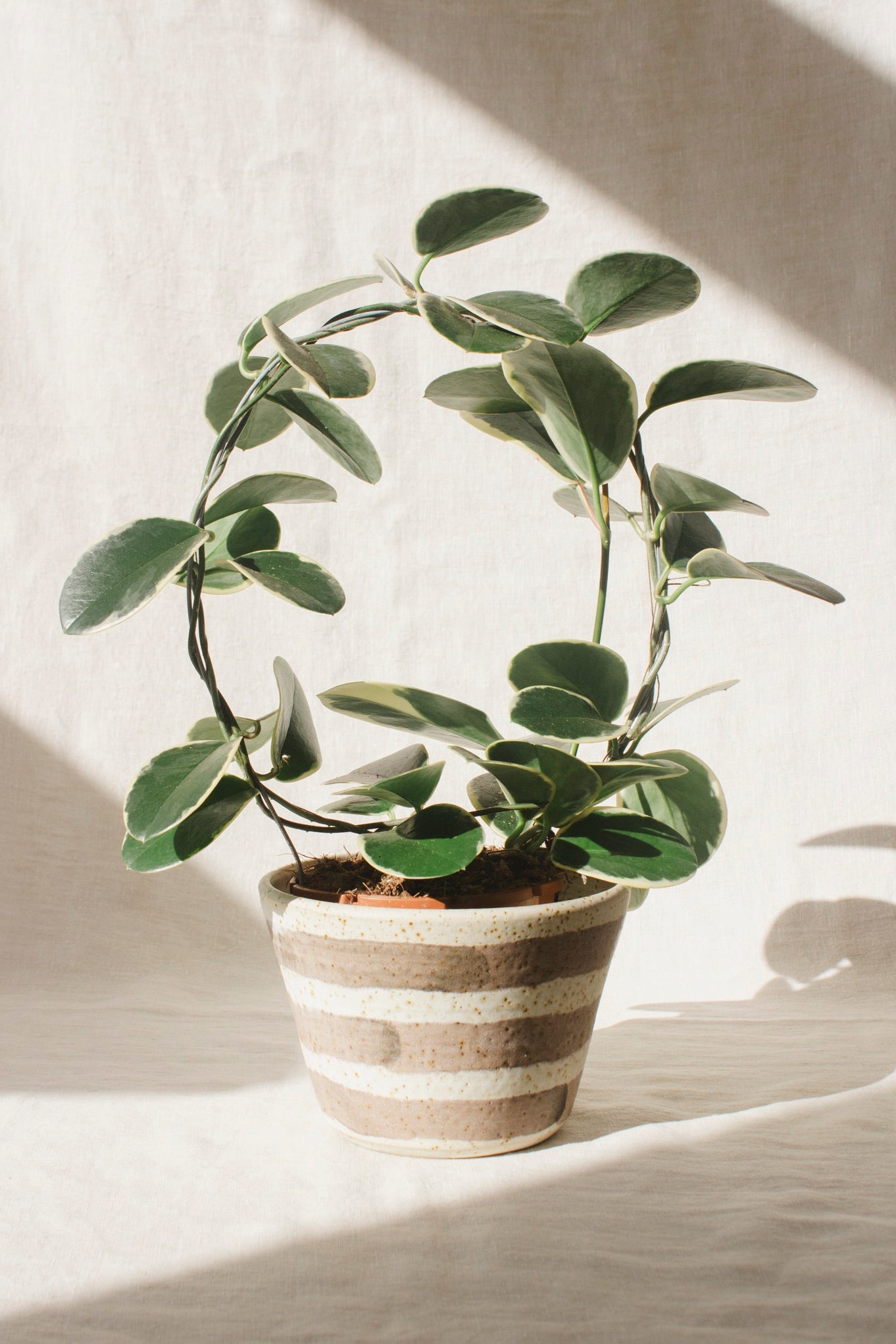 Wildwood Ceramic Studio Plant Pots | Black Glazes-Ceramic-Wildwood Ceramic Studio-Ondine Ash