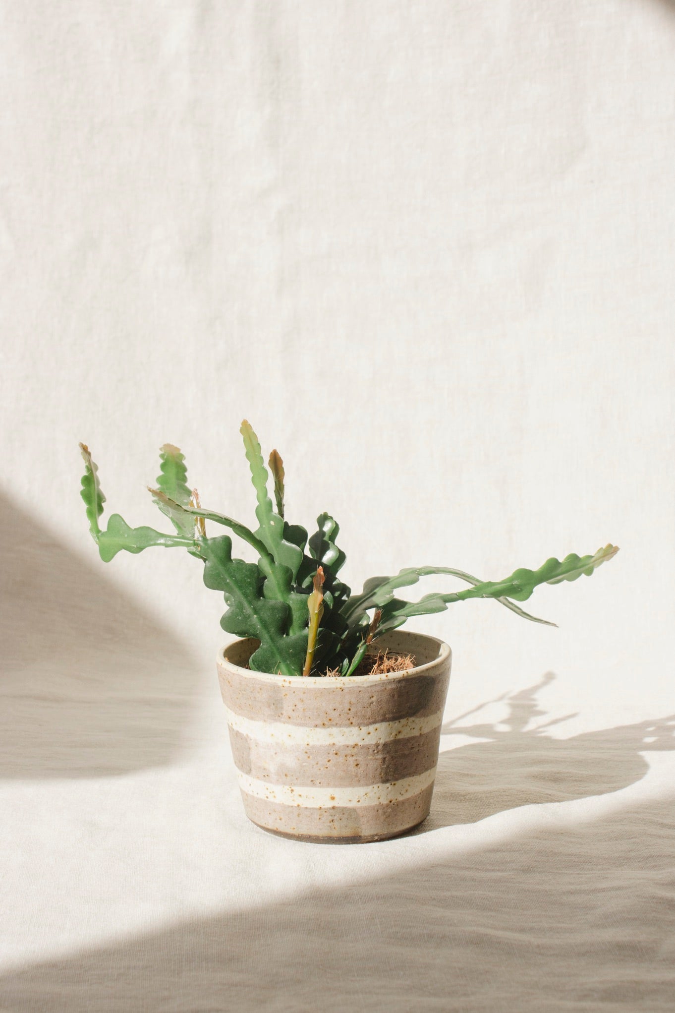 Wildwood Ceramic Studio Plant Pots | Black Glazes-Ceramic-Wildwood Ceramic Studio-Ondine Ash