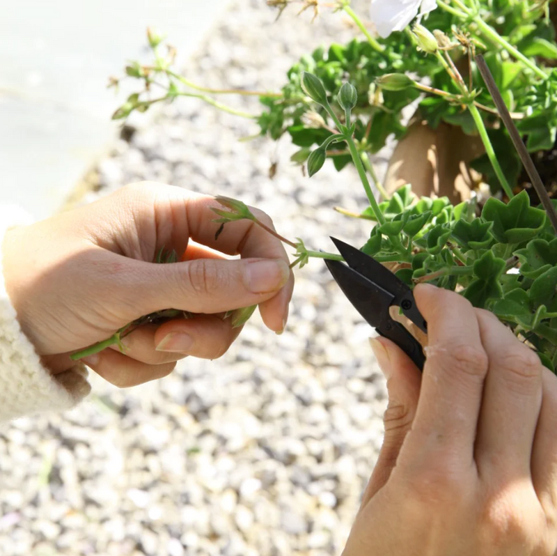 Plant Pruning Snips