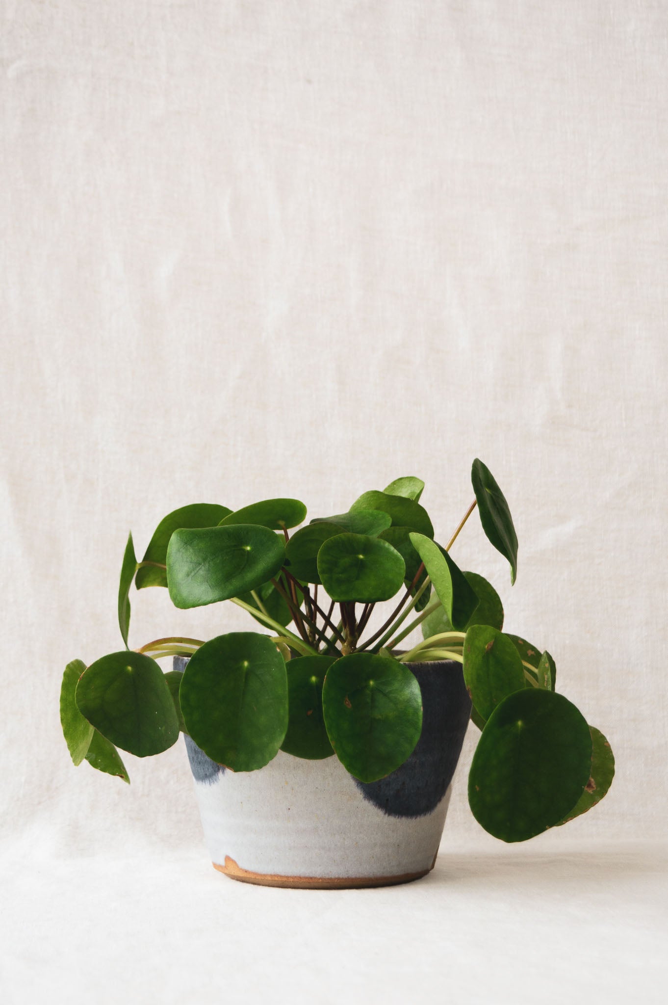 Severnside Stoneware ceramic plant with money plant in pot photographed in studio for Ondine Ash