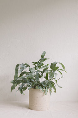 Speckled Plant Pot