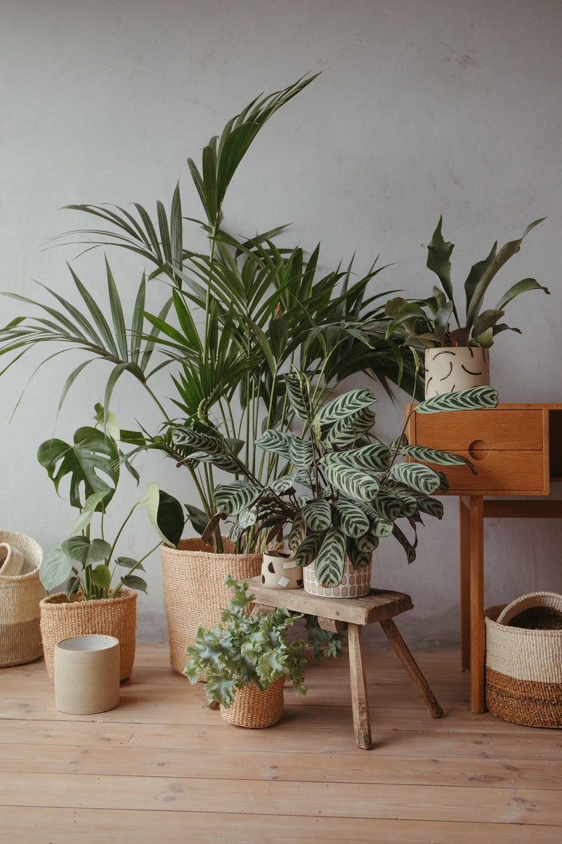 Natural weave Basket