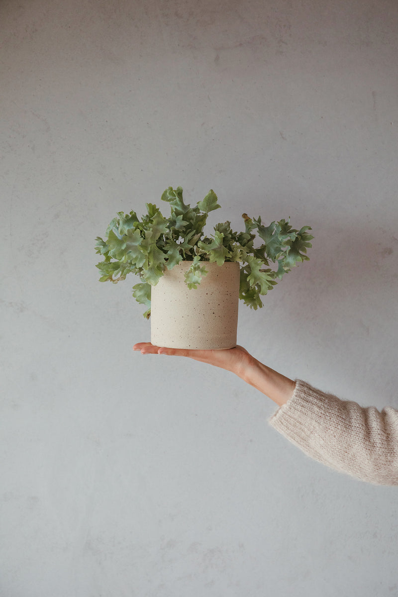 Speckled Plant Pot